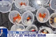 临沧@铲屎官们 养“异宠”或危害国家安全 这些行为违法了