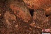 临沧江西发现蜘蛛新物种 为研究呵叻蛛属适应区域提供依据